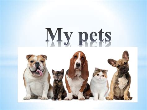myoet|mypets online account.